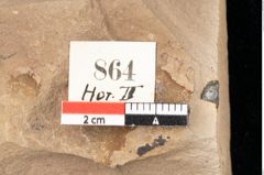 Foto (Detailsansicht) von Quercus palaeoilex Ettingshausen (NHMW-GEO-2024-0188-0864)